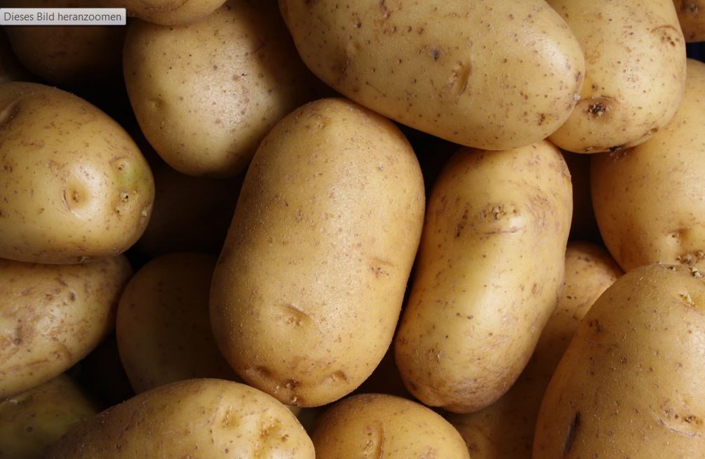 Kartoffeln Linda, festkochend