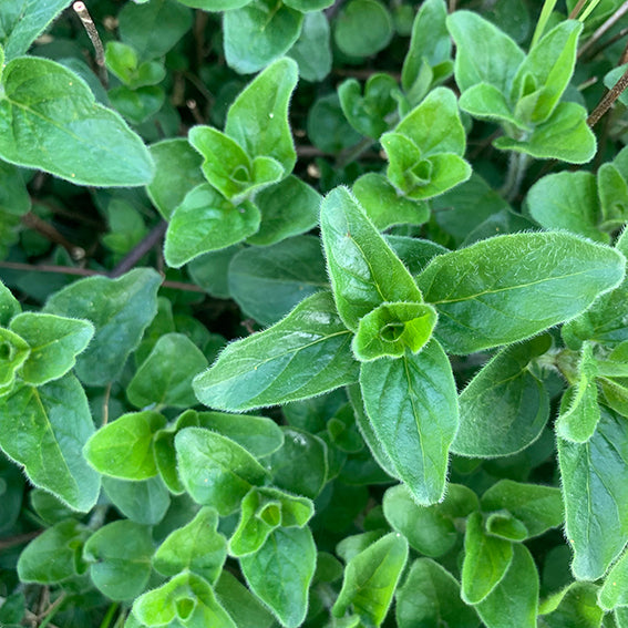Oregano frisch, 5 Bund