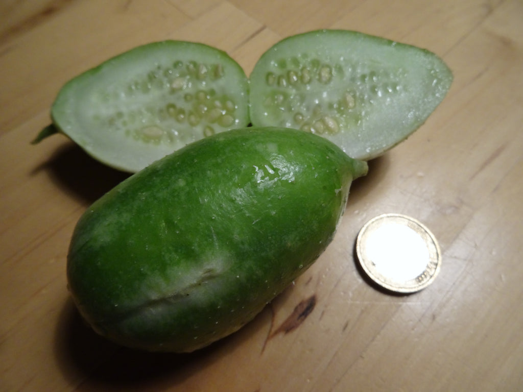 Saatgutportion Angurische Gurke