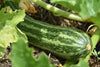 Zucchini Albarello, Zucchini Cocozelle von Tripolis