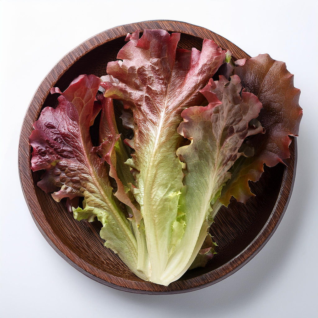 Eichblattsalat rot
