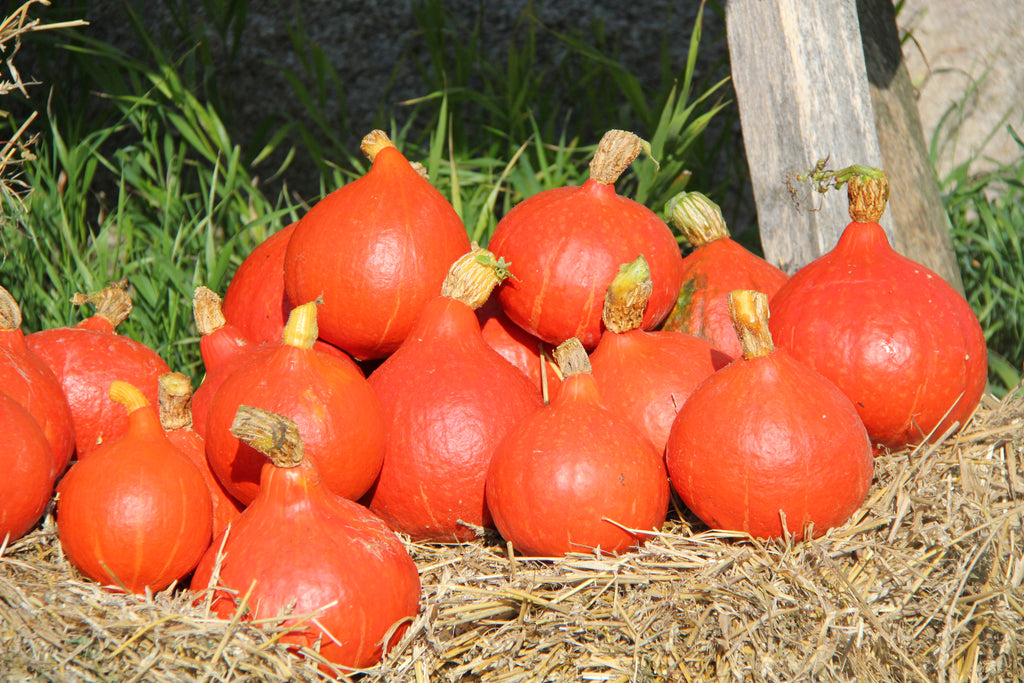 Speisekürbis 1,5 - 2 kg
