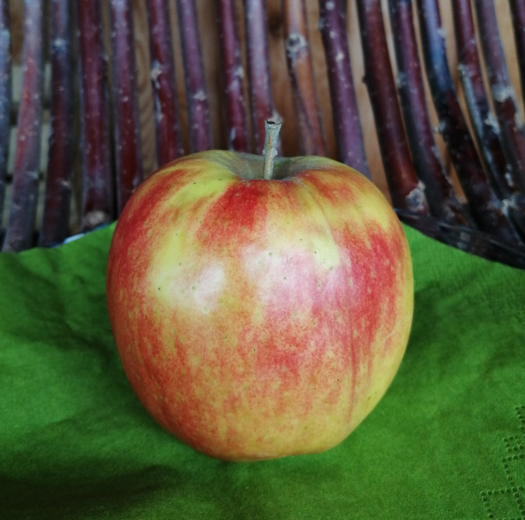 Apfel "Pinova"
