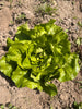 Bio Kopfsalat