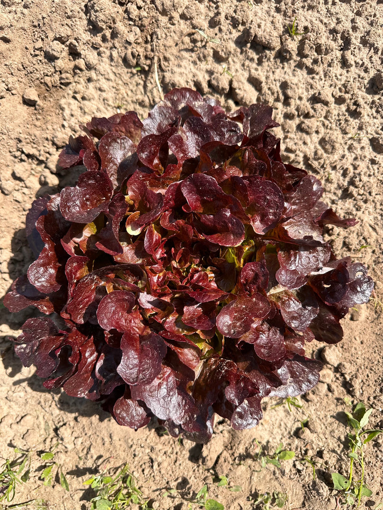 Bio Eichblattsalat rot