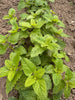 Bio Zitronenmelisse