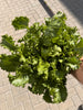 Bio Endiviensalat Frisée
