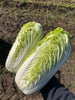 Bio Chinakohl