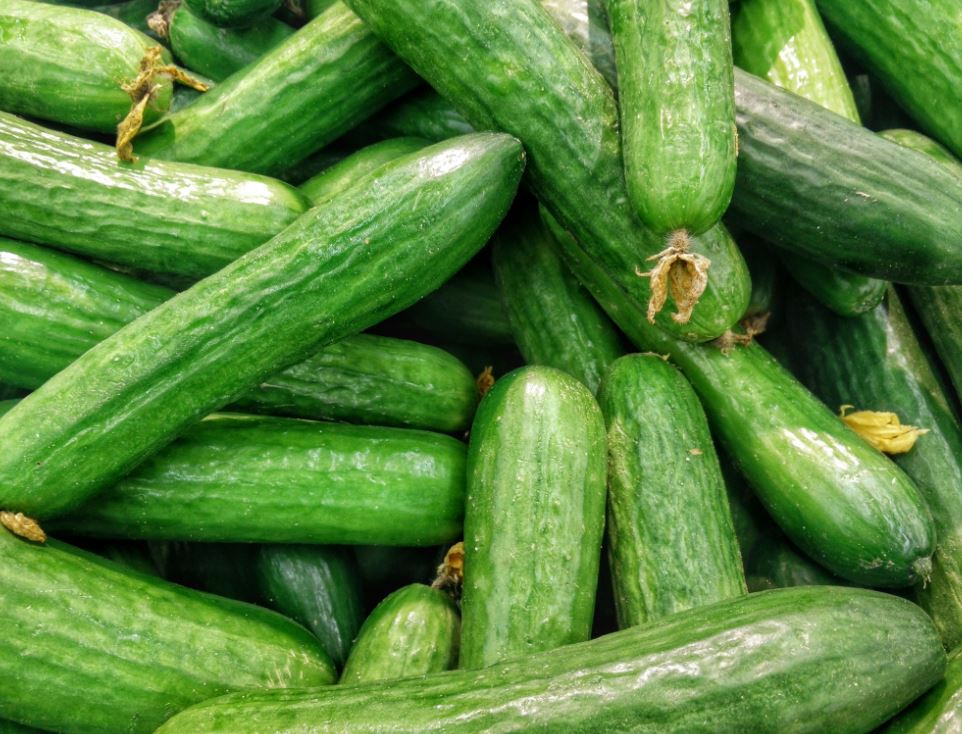 Gurken, 10 Stück