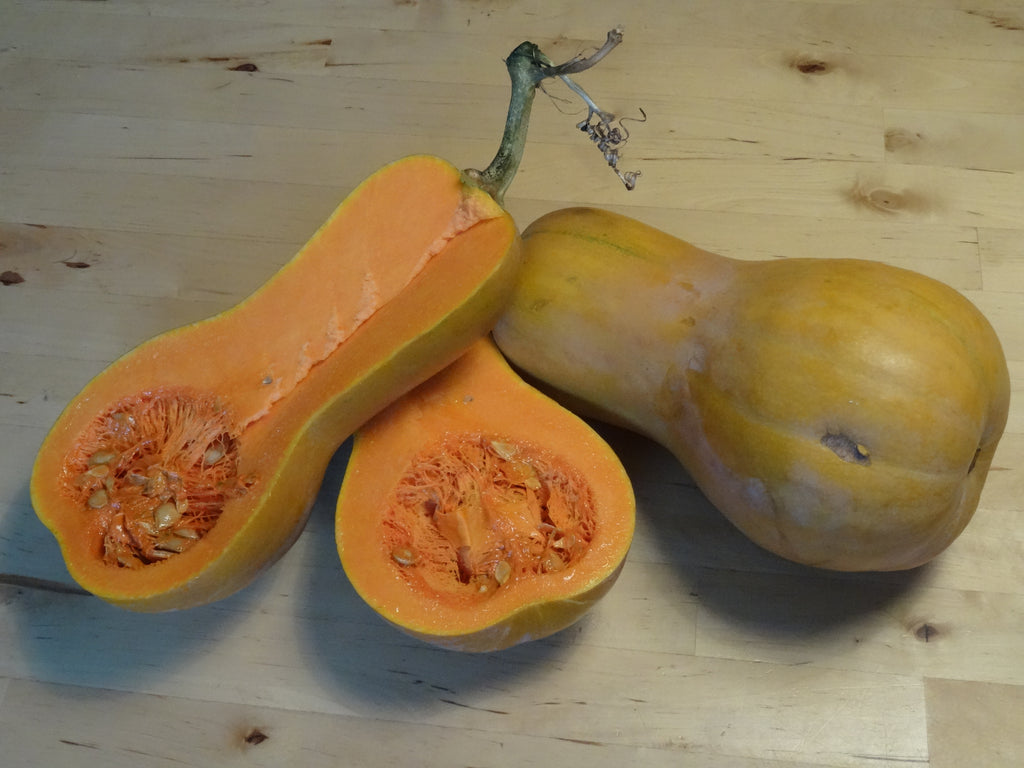Saatgutportion Moschuskürbis Napolitaner
