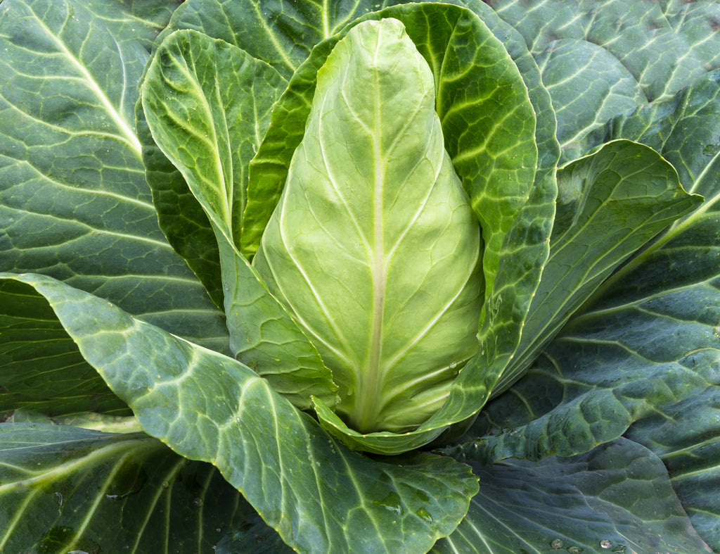 Bio Spitzkohl, 10 Köpfe