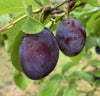 Pflaumen, 5 kg