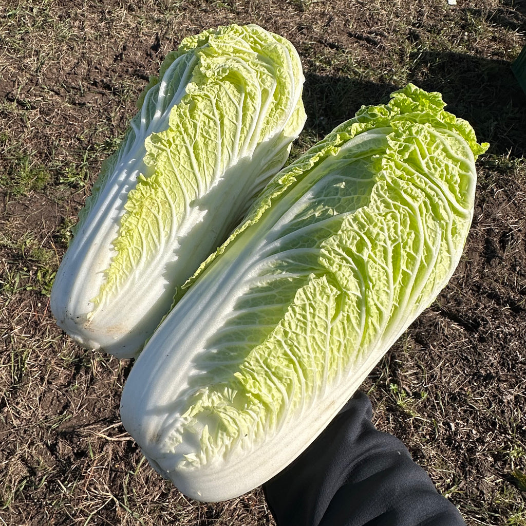 Bio Chinakohl