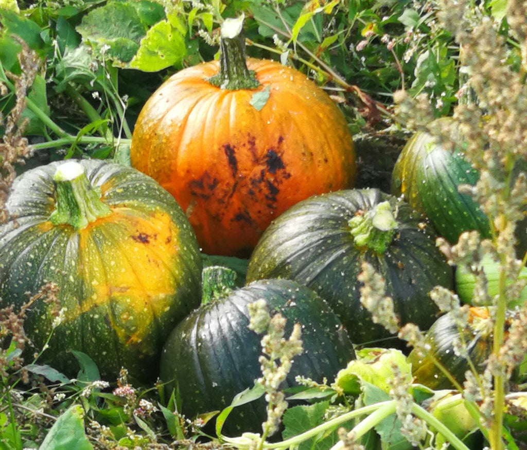 Grüner Hokkaidokürbis