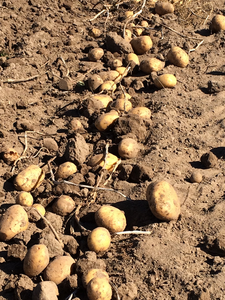 3 x 2,5kg Kartoffeln DARLING (festkochend) - in Papiertüte
