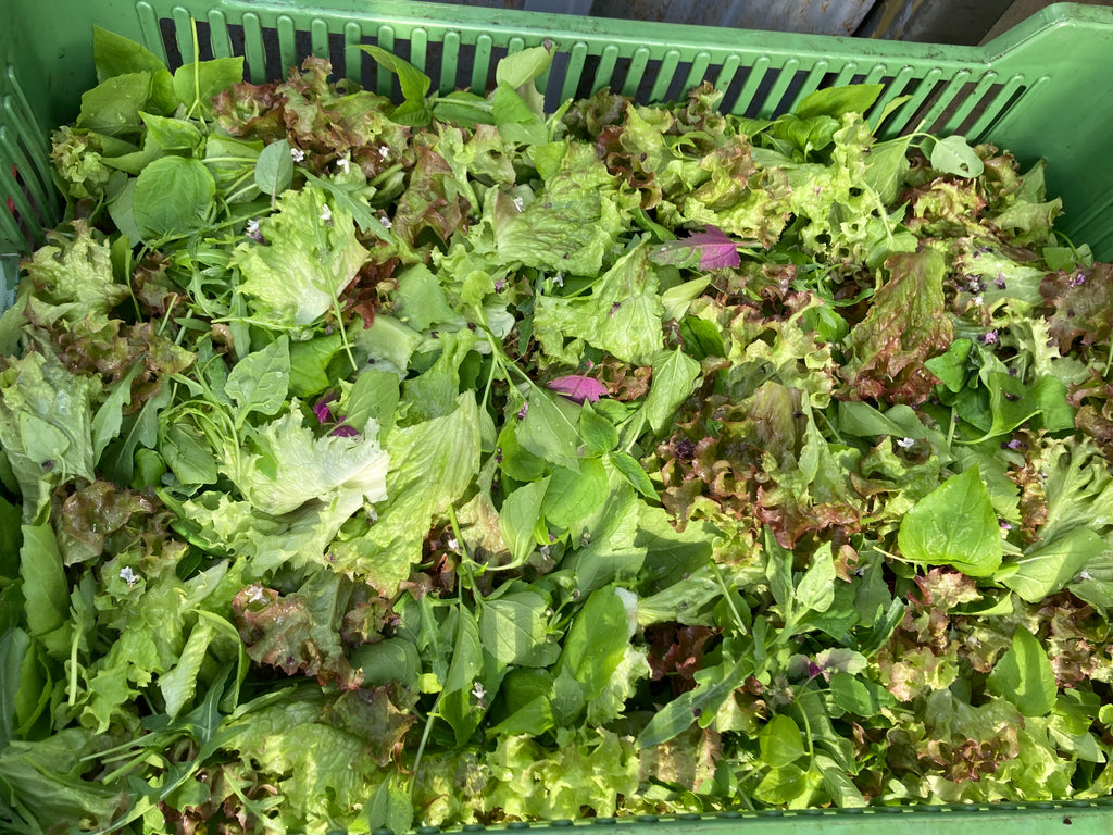 Wilde Salatmischung 1 kg