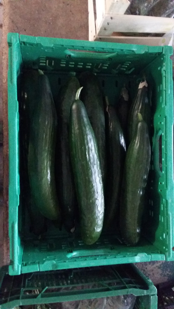 Salatgurke, 5 Stck