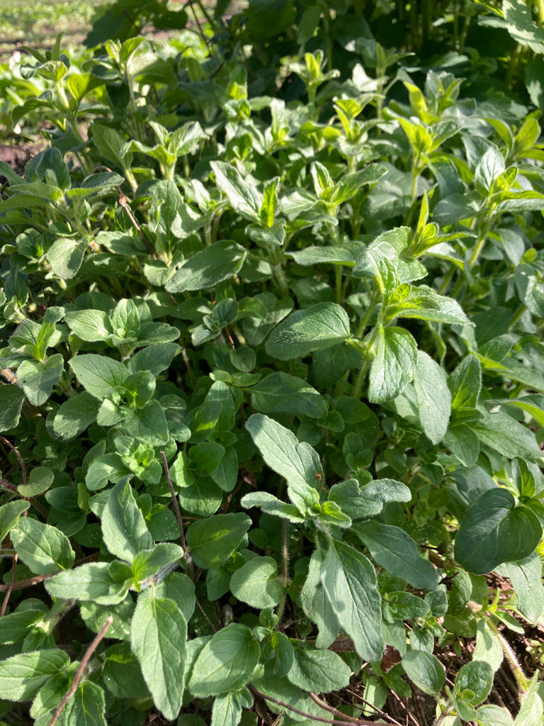 Oregano im Bund (5 Bund)