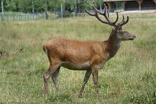 Rotwild, nur auf Vorbestellung ca 14 Tage