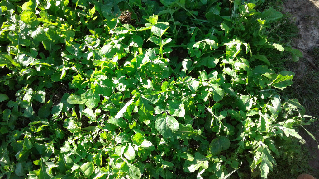 Rucola, 5 Bund