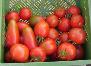 Normal Tomatenmix