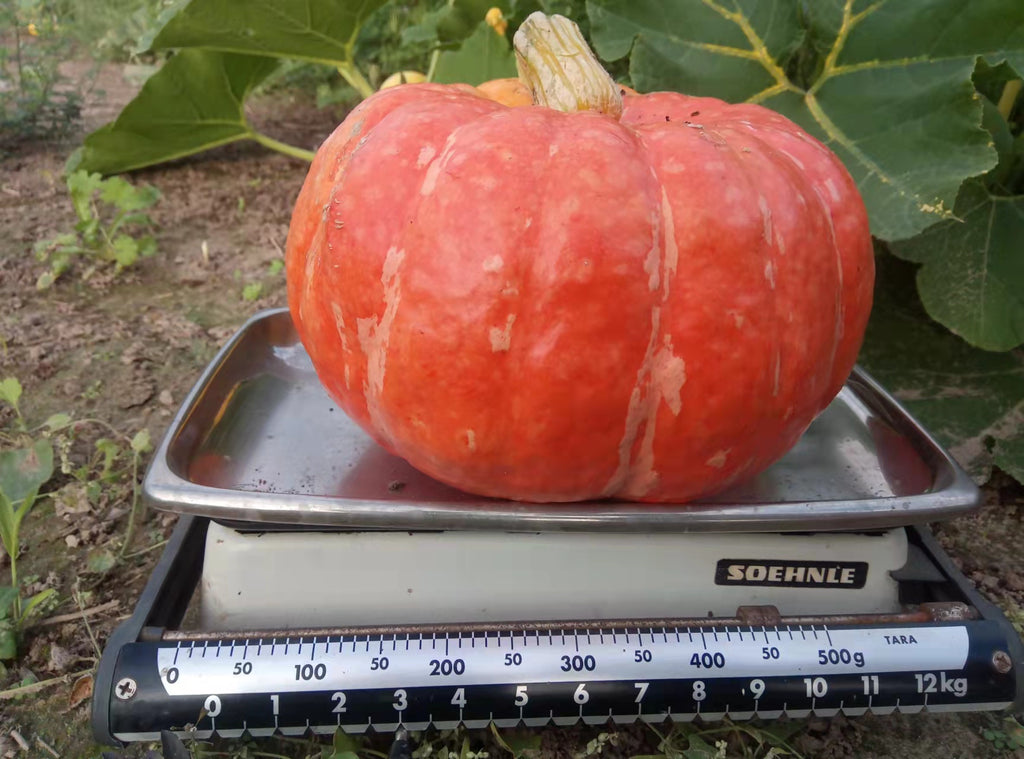 Speisekürbis Hokkaido 2,5 kg