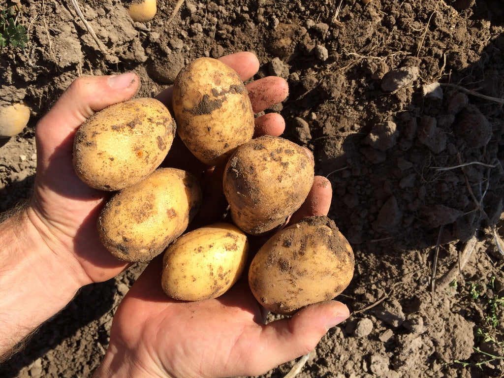 5 x 1kg Kartoffeln DARLING (festk.) aus naturnahem Anbau in 1kg-Papiertüte