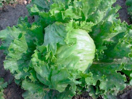 Mythos, Eissalat